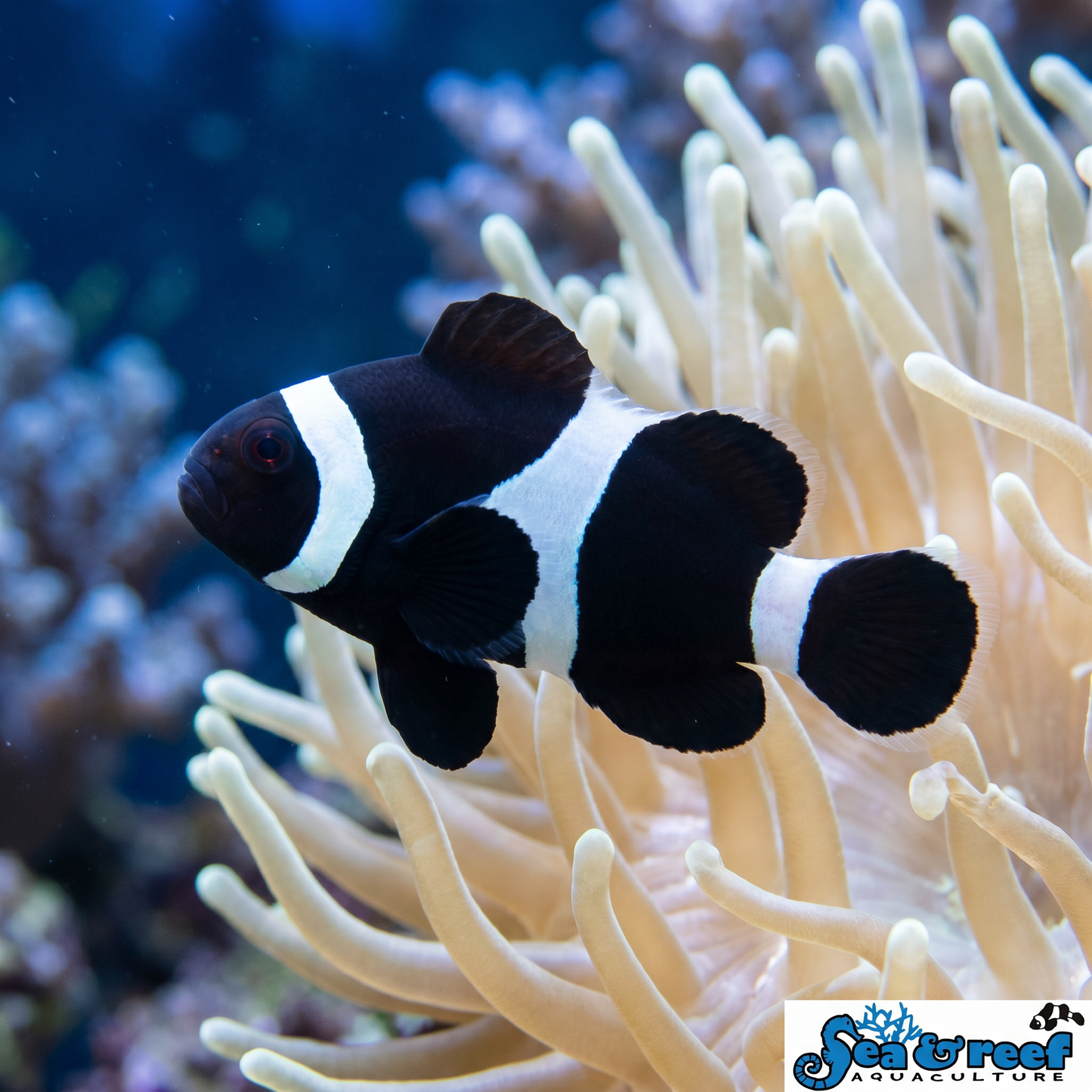 Black Darwin Ocellaris Clownfish (Amphiprion ocellaris) saltwater reef fish, jet-black body with white bars
