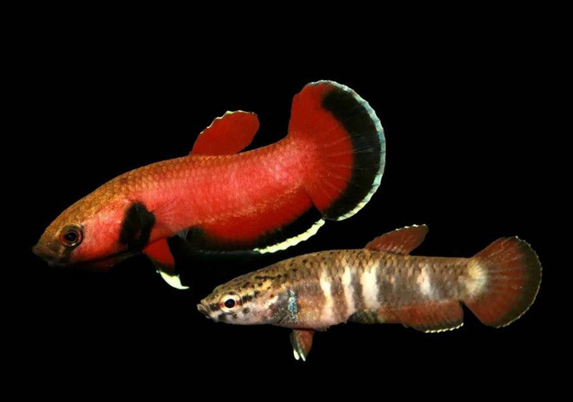Channoides Betta (Betta channoides) pair, red male and barred female freshwater wild betta