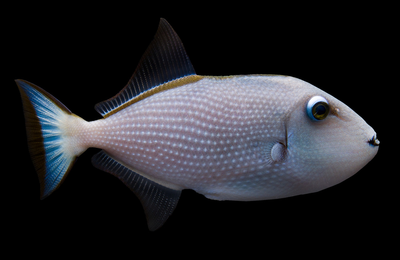 Blue Throat Trigger (Xanthichthys auromarginatus) saltwater fish with electric-blue throat and gold-edged fins