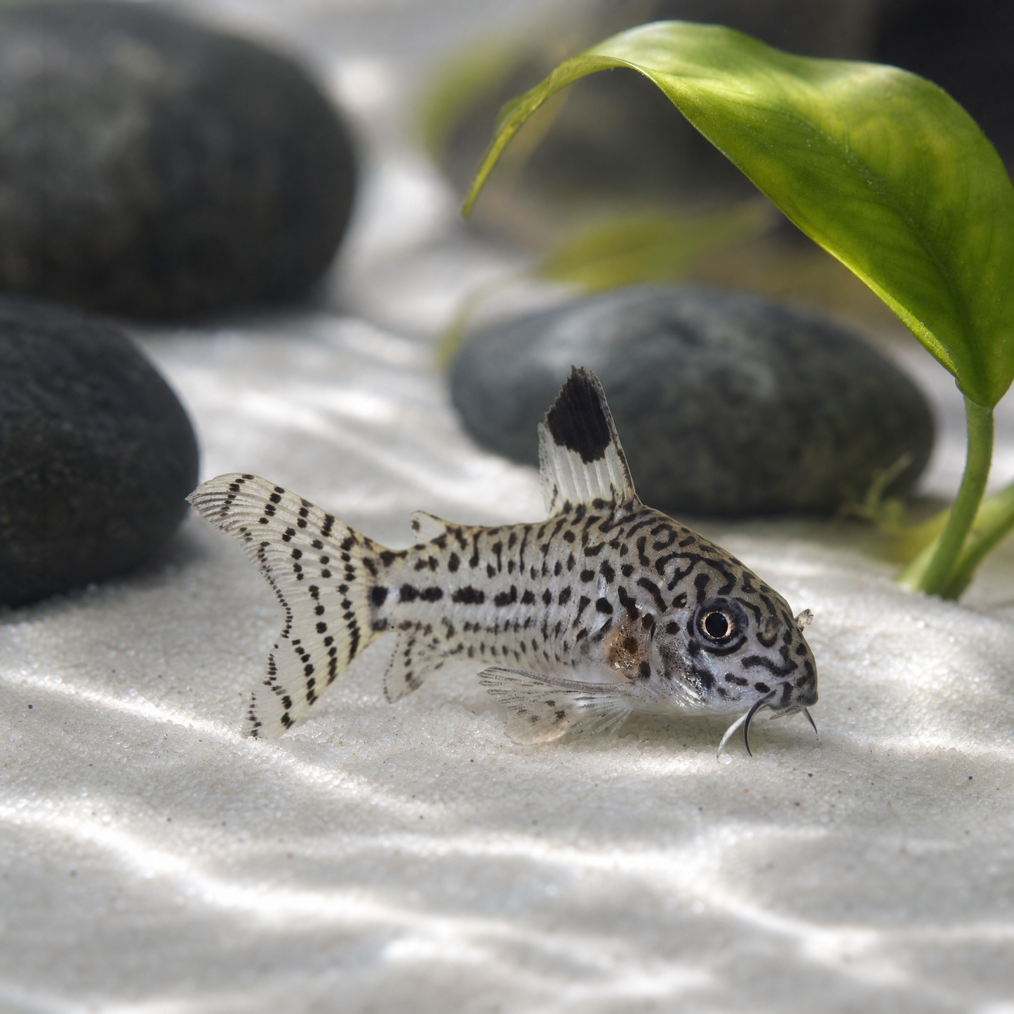 True Julii Cory (Corydoras julii) freshwater catfish resting on white sand beside aquarium plants