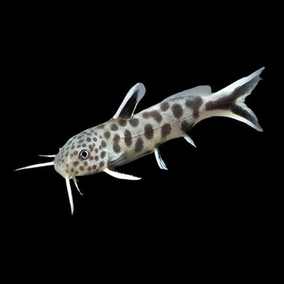 Dwarf Petricola Catfish (Synodontis petricola) freshwater fish, white-spotted black body with striped fins