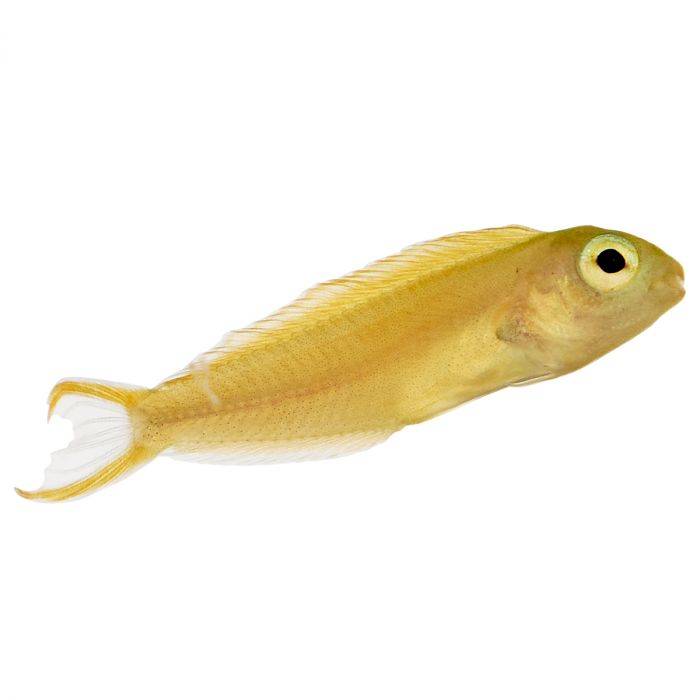 Canary Blenny (Meiacanthus oualanensis) saltwater reef fish - bright yellow fang blenny side profile on white background