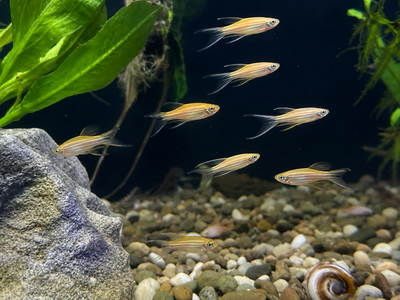 Longfin Gold Zebra Danio (Danio rerio)