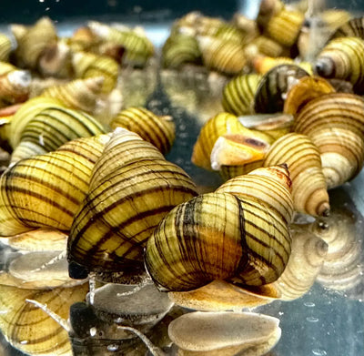 Striped Wizard Snail (Filopaludina sumatrensis) group, golden shells with dark spiral stripes
