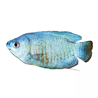 Dwarf Gourami Male (Trichogaster lalius) - vibrant blue and orange freshwater labyrinth fish side profile