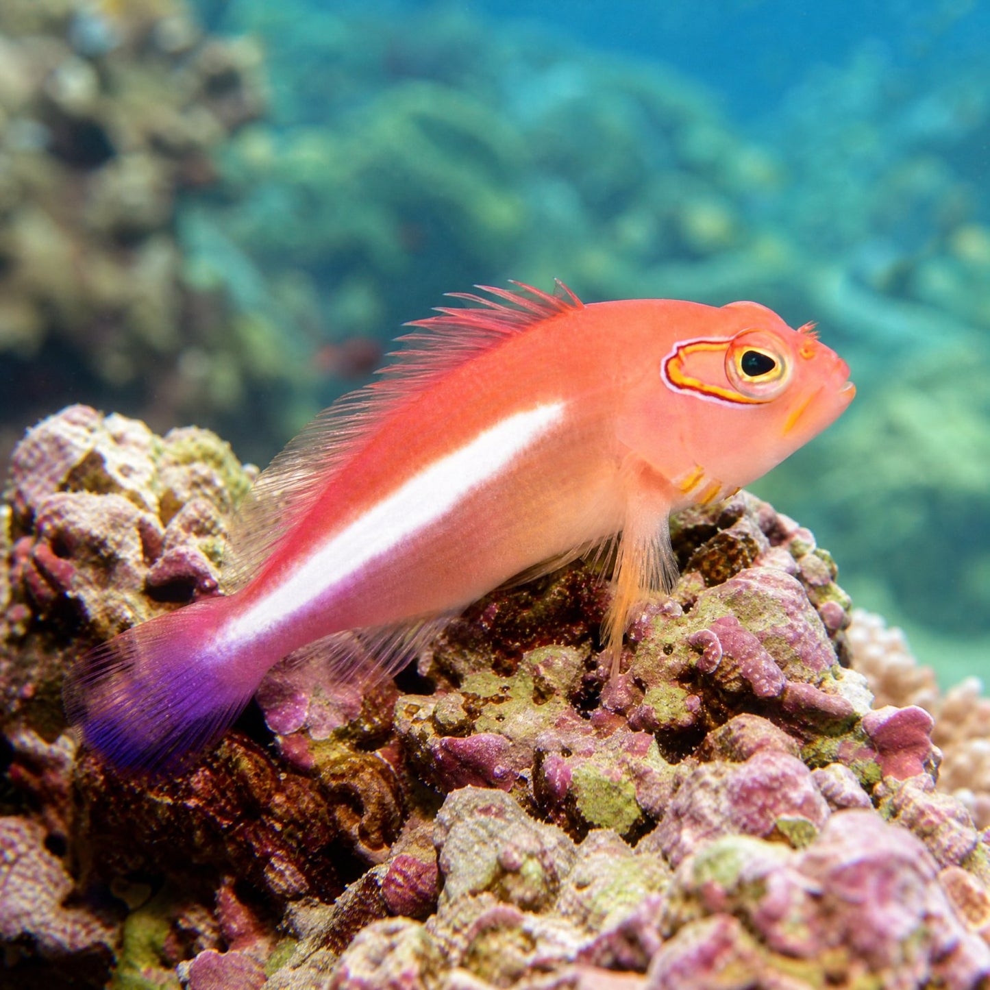 Arc Eye Hawkfish (Paracirrhites arcatus) perched on reef rock, salmon body with white stripe and orange-blue eye arc