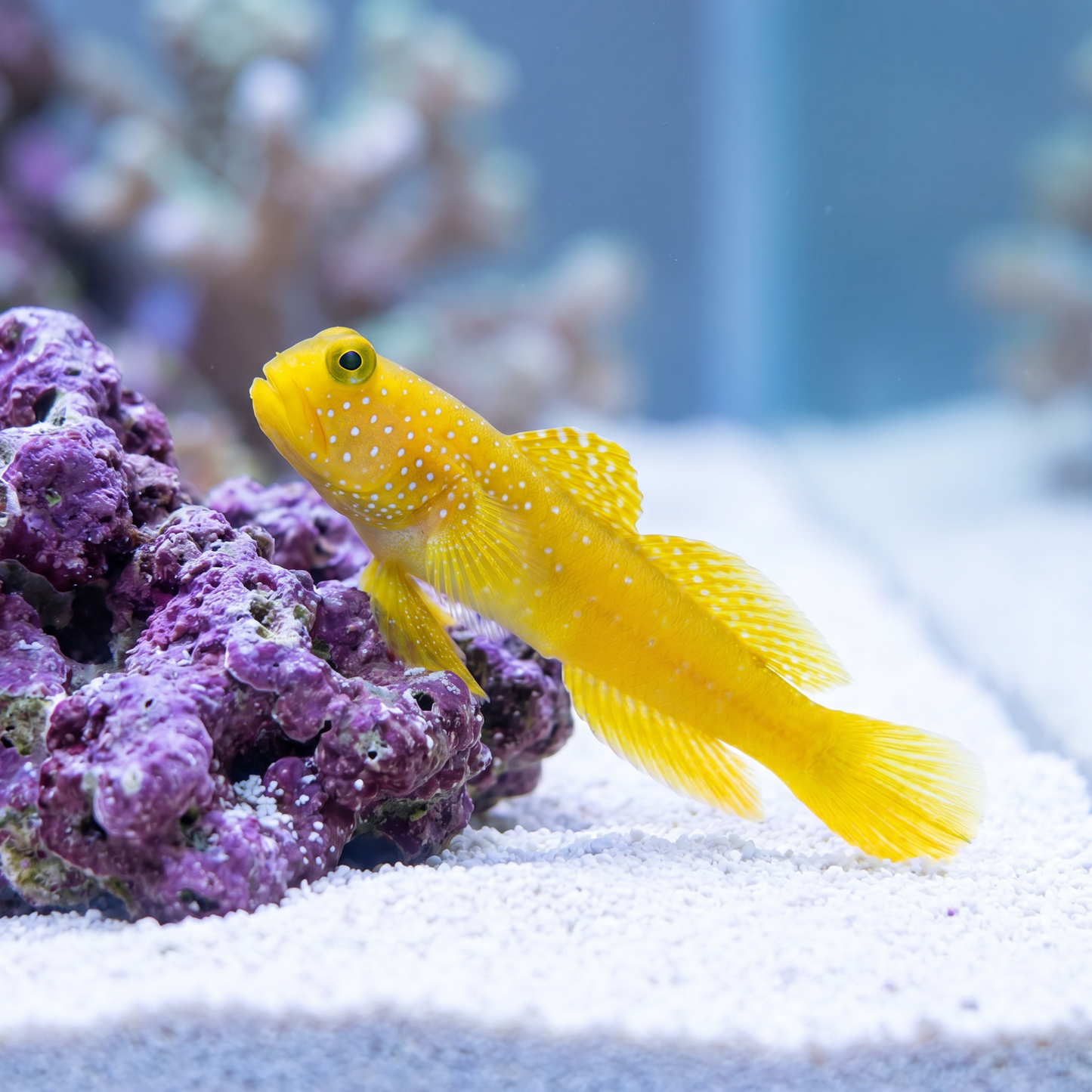 False Yellow Watchman Goby (Cryptocentrus cinctus) saltwater yellow shrimp goby