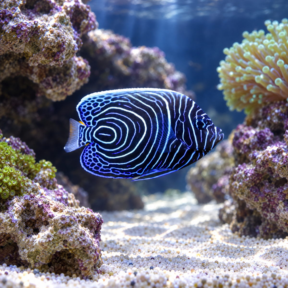 Juvenile Imperator Angelfish (Pomacanthus imperator) saltwater fish, navy body with white and electric blue rings