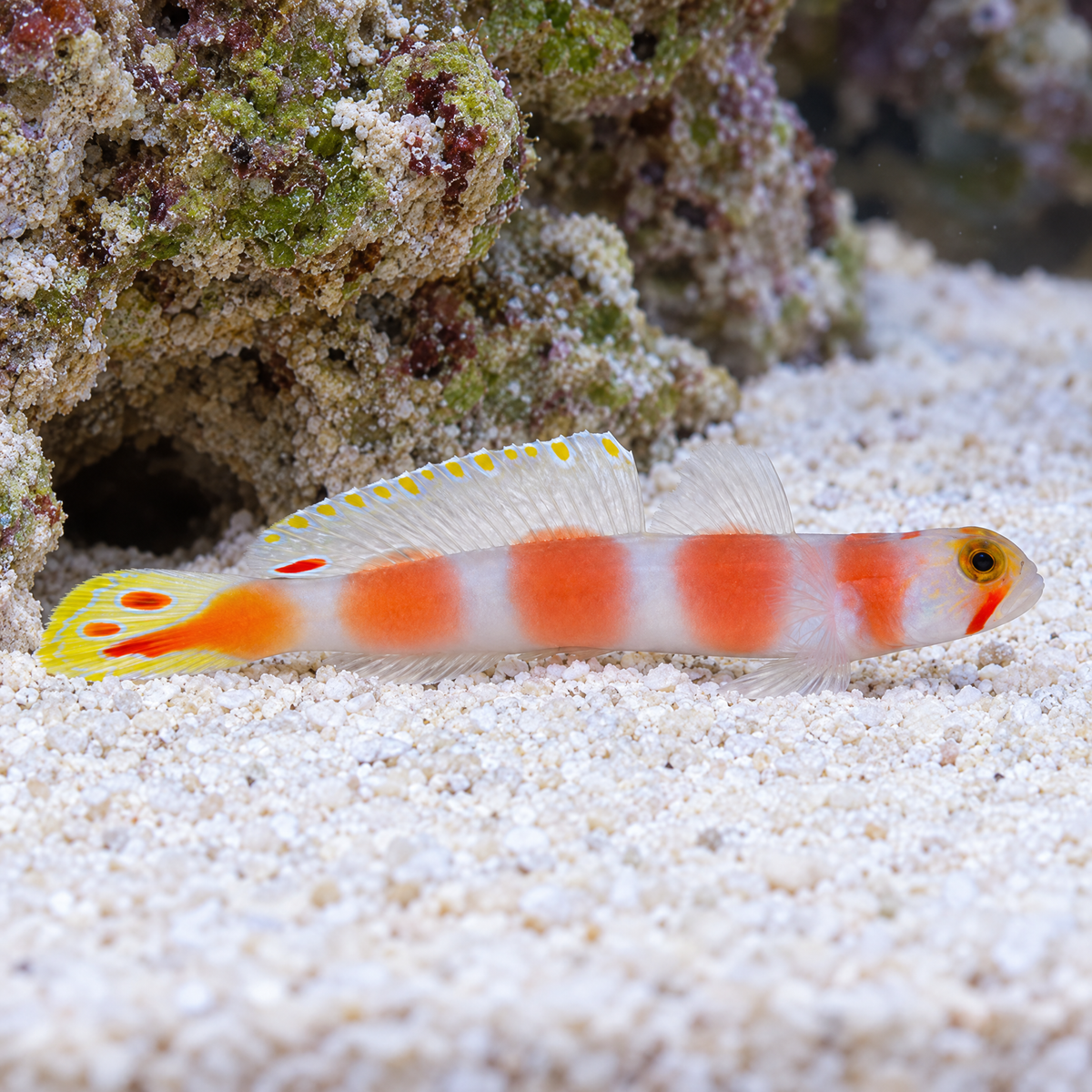 Pinkbar Shrimp Goby (Amblyeleotris aurora) saltwater fish resting on white reef sand beside live rock