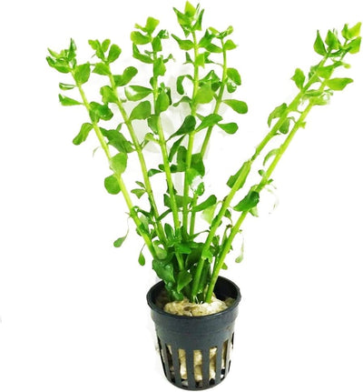 Moneywort (Bacopa monnieri) potted live freshwater stem plant with rounded green leaves