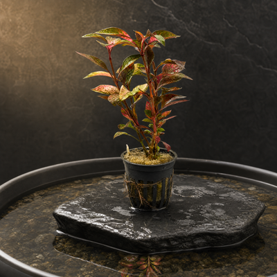 Joseph's Coat (Alternanthera ficoidea) potted plant with crimson, rose, copper, and green mottled leaves