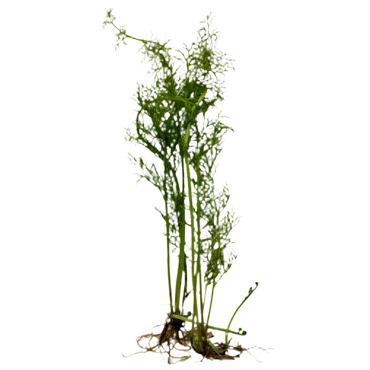 Water Sprite (Ceratopteris thalictroides) unpotted live freshwater aquarium fern bunch with roots