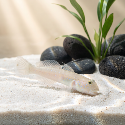 White Sleeper Goby (Valenciennea sexguttata) saltwater sand-sifting goby on white sand