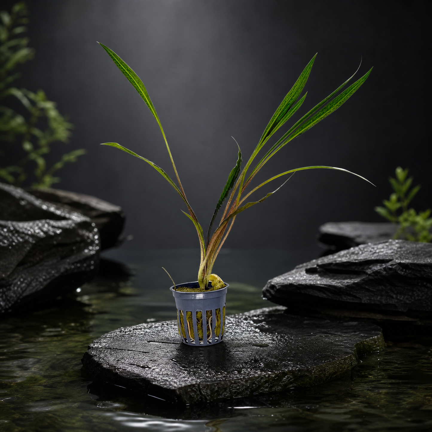 Cryptocoryne Spiralis 'Tiger' potted live freshwater plant with tiger-striped ribbon leaves