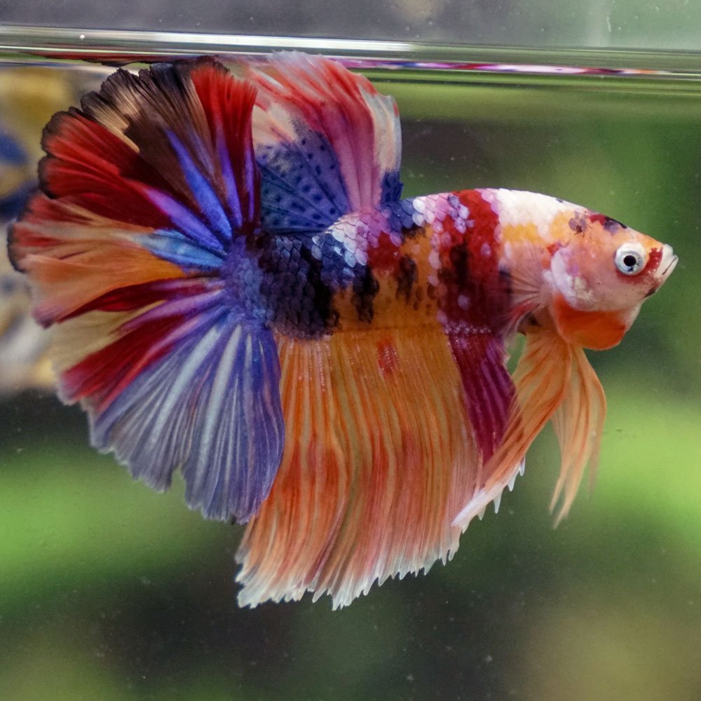 Betta - Giant Halfmoon Candy Koi Male