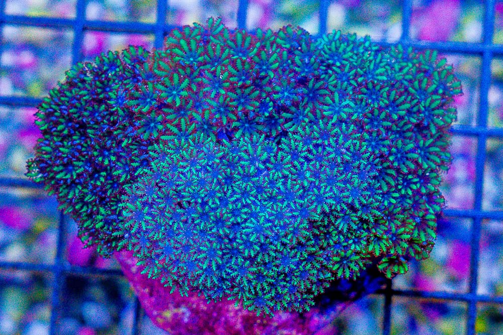 Sympodium (Sympodium sp.) colony close-up showing dense green and blue feathery polyps