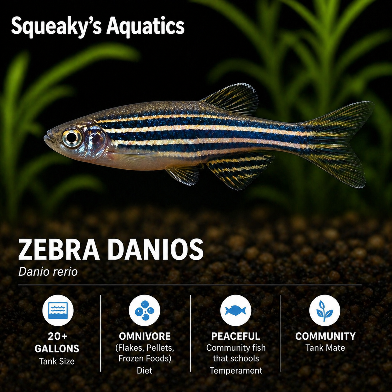 Zebra Danio (Danio rerio)