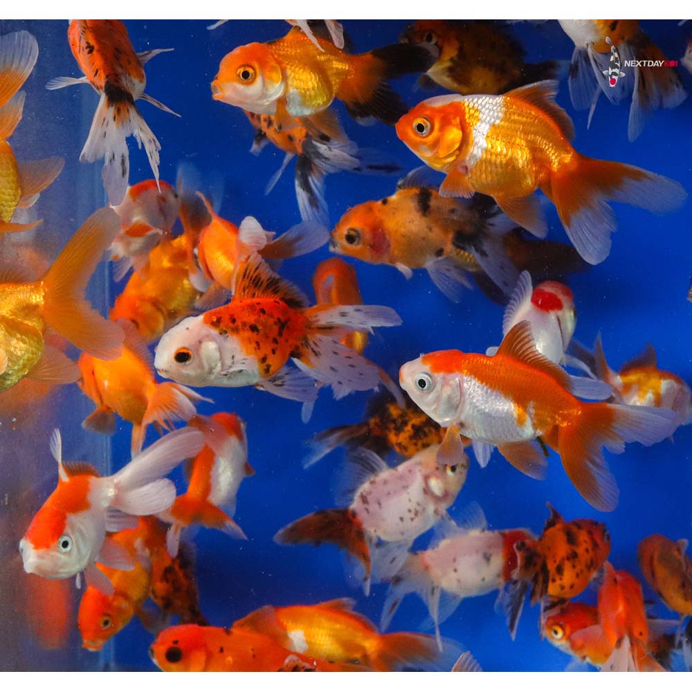Mixed Oranda Goldfish (Carassius auratus) live fancy goldfish - assorted color morphs with raspberry wen head growth