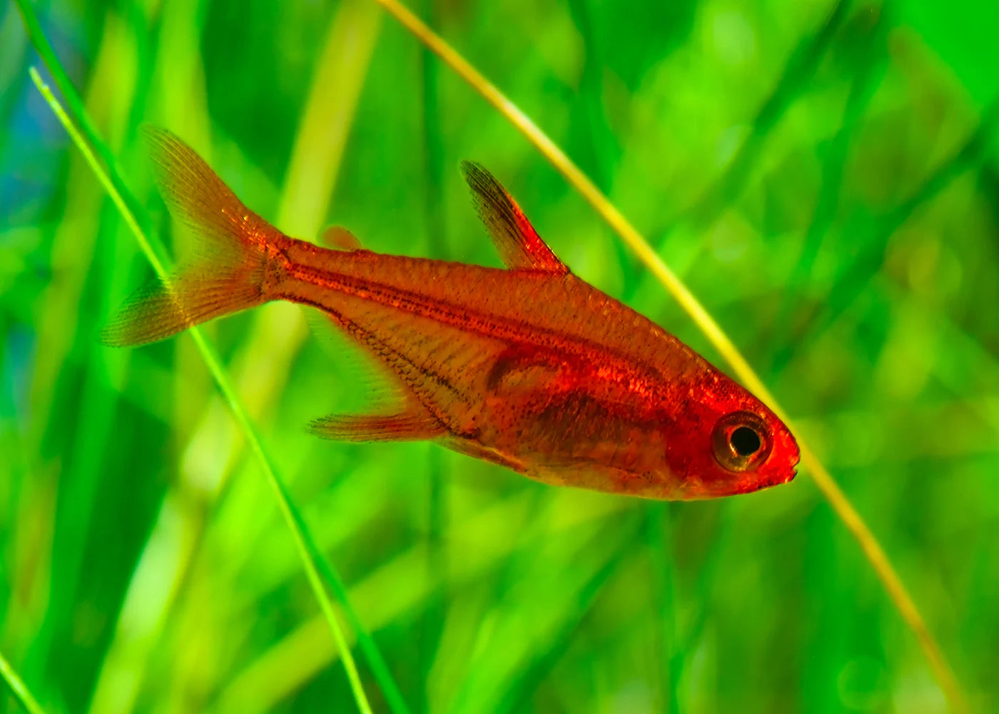 Ember Tetra (Hyphessobrycon amandae) freshwater nano fish swimming among green plants