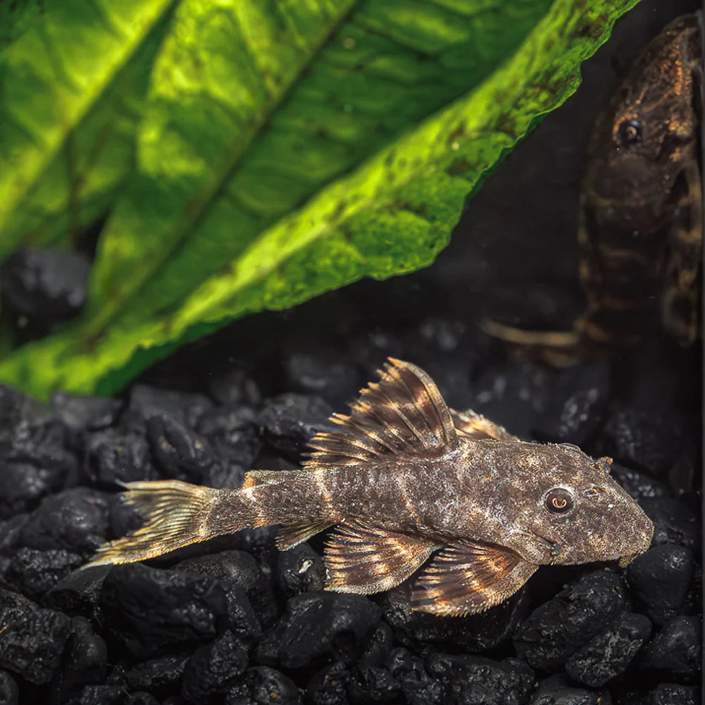 Clown Pleco (Panaqolus maccus) freshwater banded wood eating pleco resting on driftwood