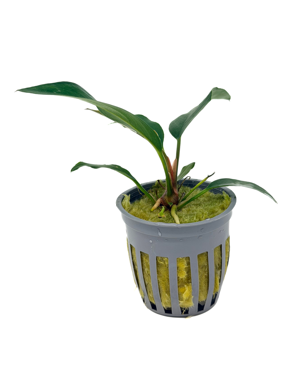 Anubias Frazeri (Anubias 'Frazeri') potted live freshwater rhizome plant with long pointed leaves