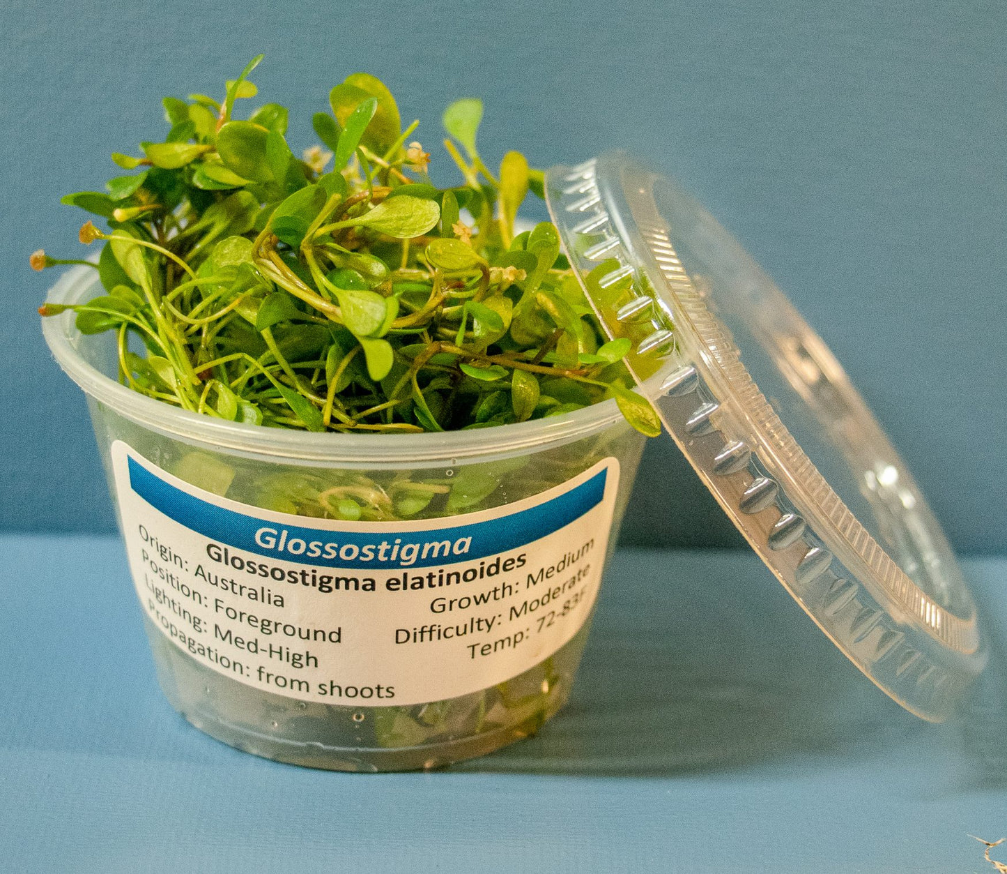 Glossostigma elatinoides portion cup, live freshwater foreground carpet plant