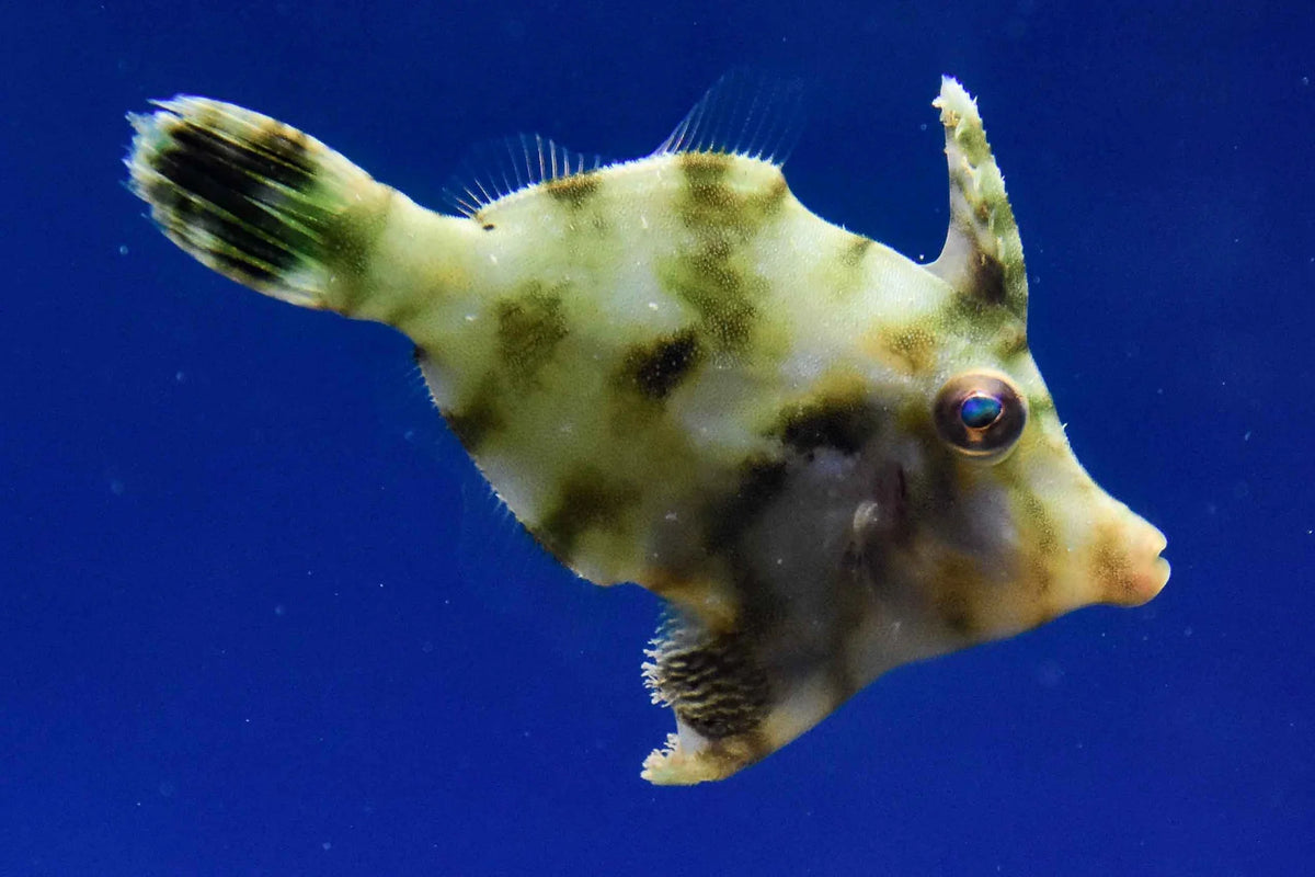 Aiptasia Eating Filefish (Acreichthys tomentosus) saltwater fish, mottled tan and green camouflage body, dorsal spine raised