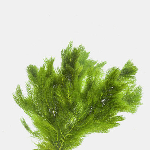 Hornwort (Ceratophyllum demersum) - bunched freshwater aquarium plant