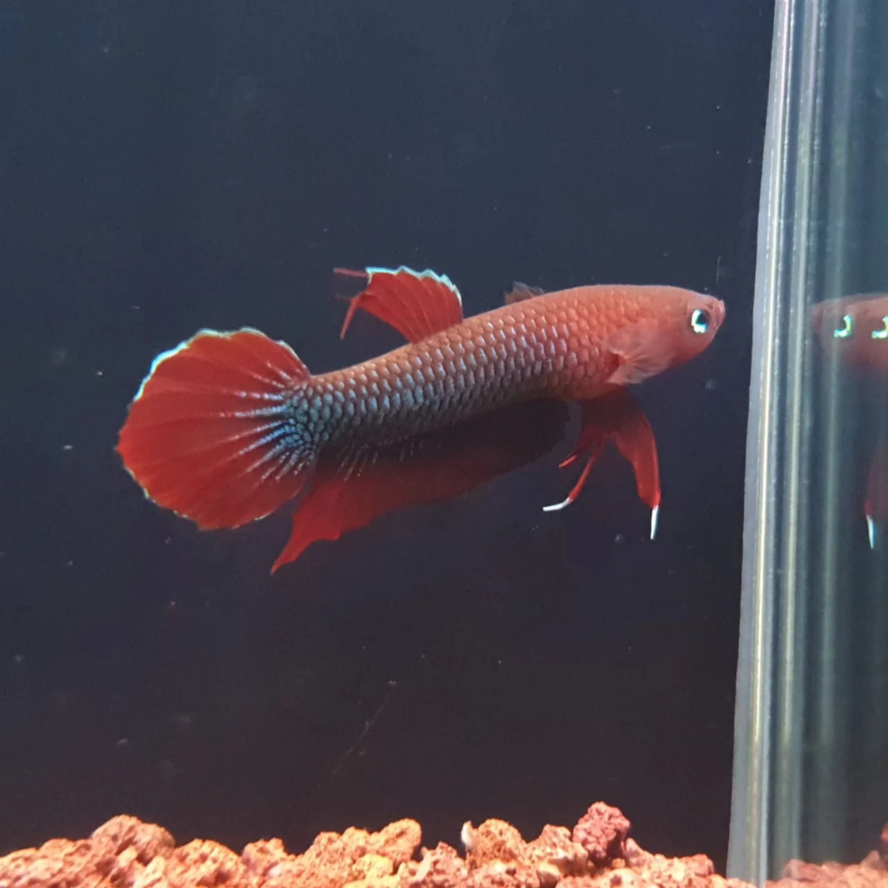 Api Api Betta (Betta mulyadii) male, red wild blackwater betta with blue edged fins
