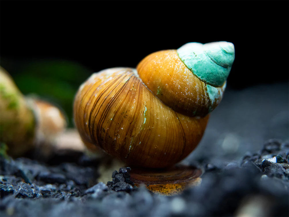 Japanese Trapdoor Snail (Viviparus malleattus) with olive and teal banded shell on dark gravel