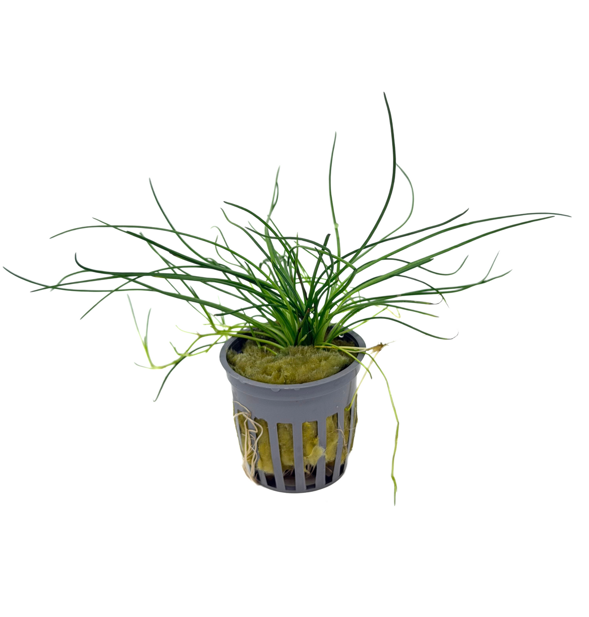 Littorella uniflora (shoreweed) potted live freshwater carpet plant with stiff upright grass like leaves