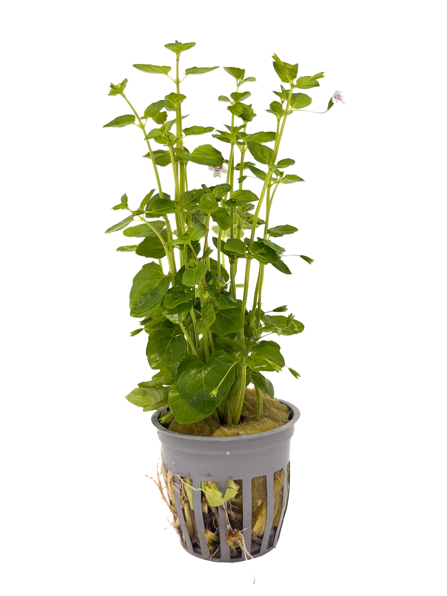 Mint Charlie (Micromeria brownei) potted live freshwater stem plant with small round green leaves