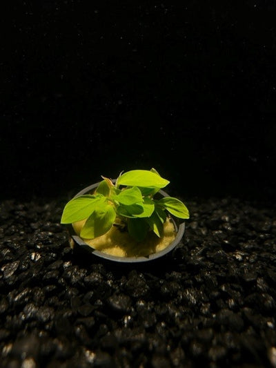 Anubias Nana Gold (Anubias barteri var. nana 'Golden')