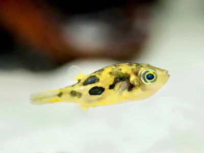 Puffer - Indian Pea