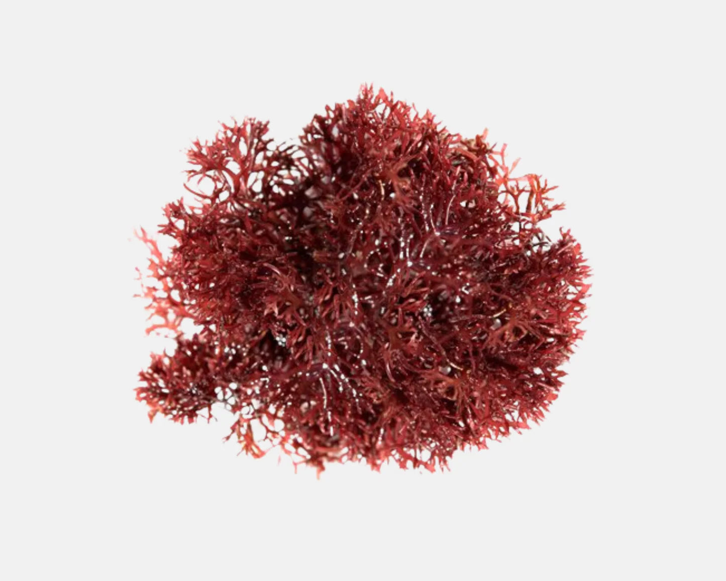 Red Pom Pom Gracilaria (Gracilaria sp.), deep red ruffly saltwater macroalgae and tang food