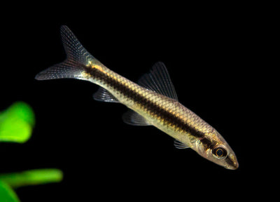 Siamese Algae Eater (Crossocheilus oblongus) freshwater algae-eating fish