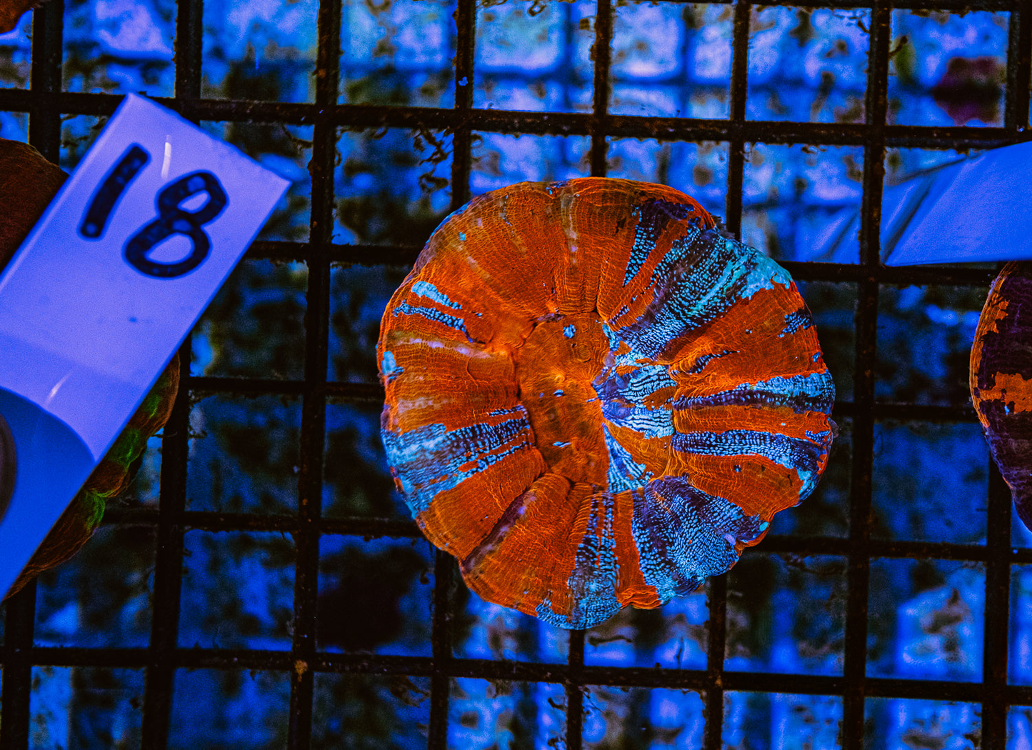 Ultra Orange and Electric Blue Stripe Scoly (Scolymia) LPS coral, orange disc with electric blue rays