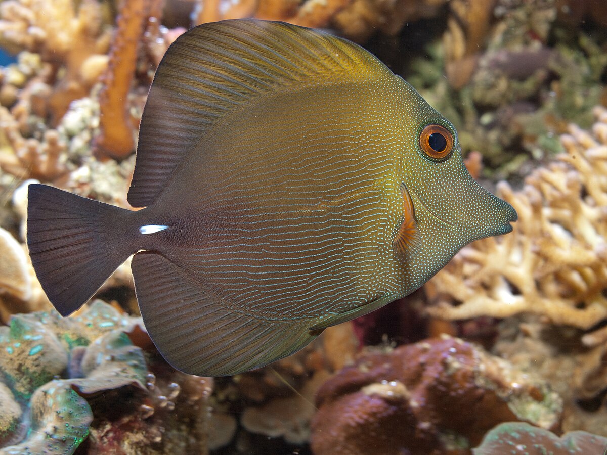 Scopas Tang (Zebrasoma scopas) saltwater reef fish showing two-tone brown body and sailfin shape