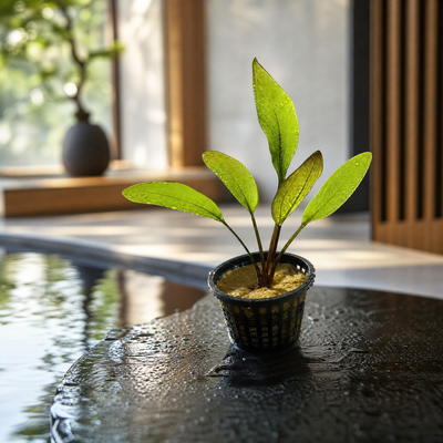 Altlandsberg Sword (Echinodorus sp. 'Altlandsberg') - Potted