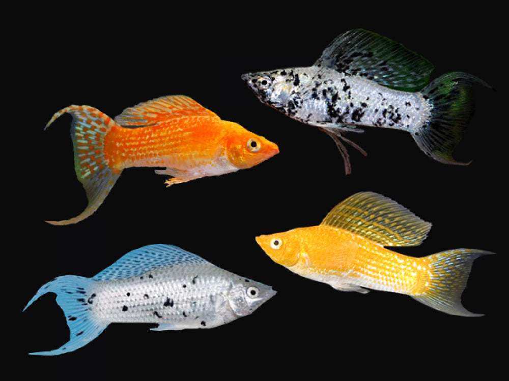 Assorted Lyretail Mollies (Poecilia latipinna) in orange, dalmatian, silver, and gold with flowing lyre tails