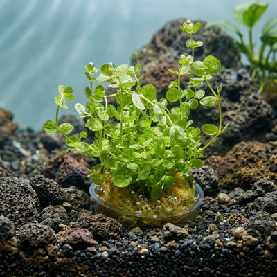 Giant Baby Tears (Micranthemum umbrosum) - Portion Cup
