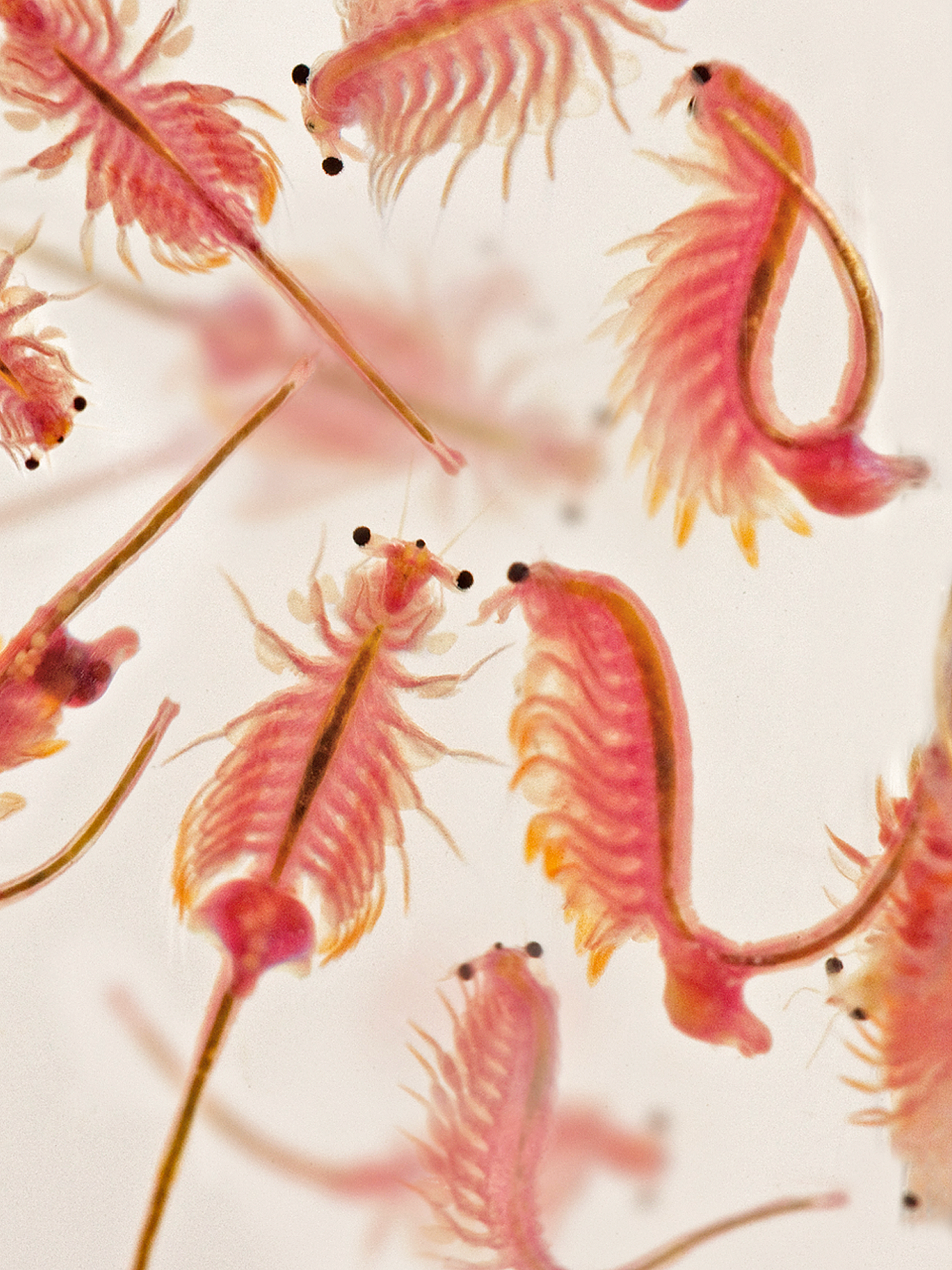 Beta-Brine brine shrimp under microscope