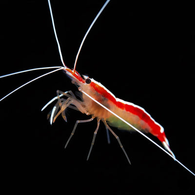 Scarlet Skunk Cleaner Shrimp (Lysmata amboinensis) saltwater reef safe invertebrate