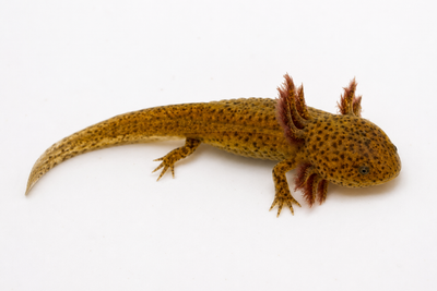 Copper Axolotl (Ambystoma mexicanum) freshwater aquatic salamander - copper morph with freckles