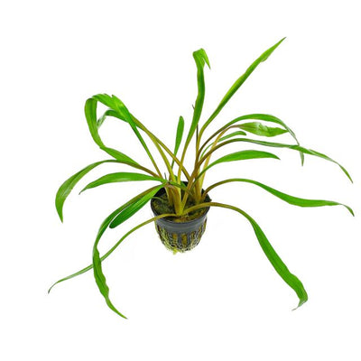 Cryptocoryne Spiralis (Cryptocoryne spiralis) potted freshwater aquarium plant with long grassy green leaves