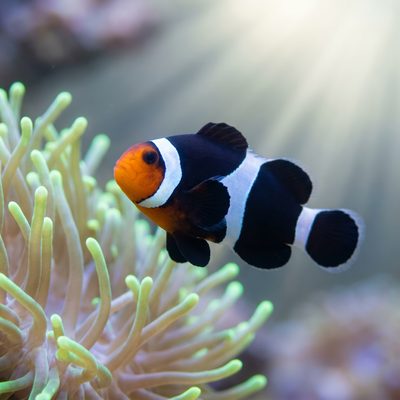 Black Ocellaris Clownfish (Amphiprion ocellaris) juvenile in anemone - saltwater reef fish