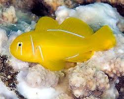 Yellow Citron Clown Goby (Gobiodon citrinus) saltwater reef fish perched on coral
