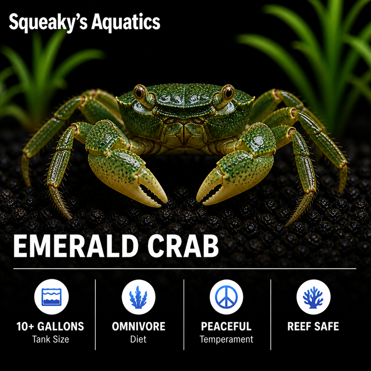 Emerald Crab (Mithraculus sculptus) | Live Saltwater Reef Cleanup Crew, Bubble Algae Eater