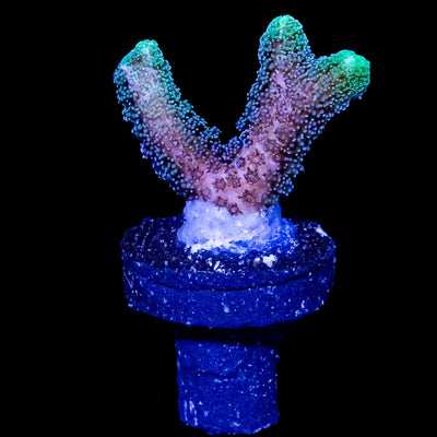 Fuzzy Neon Tip Birdsnest Coral (Seriatopora sp.) saltwater SPS frag with neon green tips, representative photo