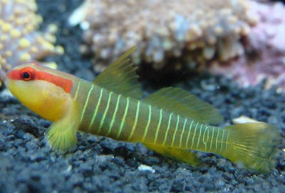 Green Banded Goby (Elacatinus multifasciatus) nano reef fish with emerald-green and dark bands on rockwork